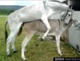 驴插我经过？驴和马交配后代是什么？