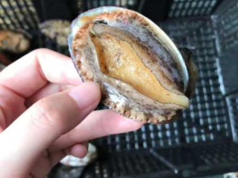 鲍鱼多少钱（16头鲍鱼一斤多少？16头鲍鱼一斤多少钱？）