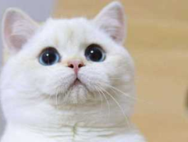 金猫银猫（银猫和金猫区别？）