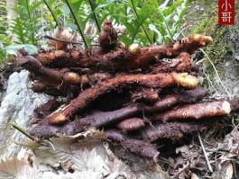 骨碎补价格 骨碎补种植利润和成本？