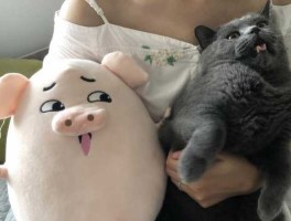 财富猫（发财猪是什么意思？）