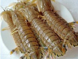 皮皮虾，皮皮虾是什么科？