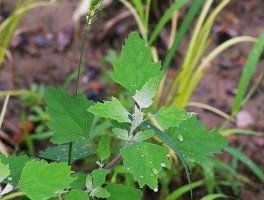 轴藜（哪些植物属于藜草？）