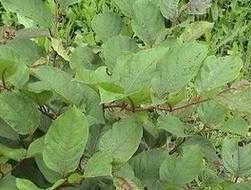 虎杖叶，虎杖应该食叶茎还是根？