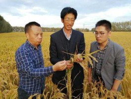 黑龙江省卫视直播？黑龙江直播水稻高产栽培技术？