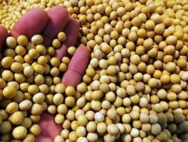 黄豆价格，什么豆子最便宜？
