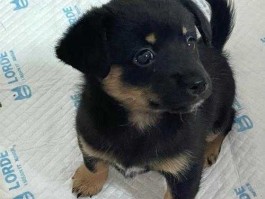 重庆宠物网（重庆哪有狗市场？为啥加州花园这边没有狗市场了？）