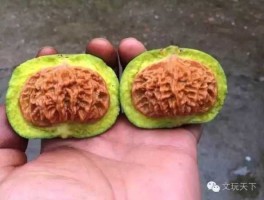 赌青皮，青皮核桃怎么挑选？