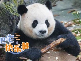 奥莉奥？七仔和奥莉奥相似度？