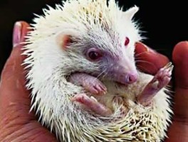 放生吧（一刺猬有没有什么说法啊？还是放生吧？是不是好兆头？）