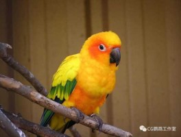 金太阳吧 哪位朋友养过金太阳鹦鹉吗知道这个鹦鹉爱不爱叫呢？