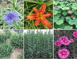 尚美集团？日照市尚美花卉苗木有限公司介绍？