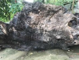 乌木价值？乌木的价值在那里？