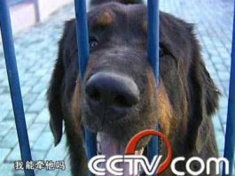 中国藏獒网 藏獒天赐是什么电影？