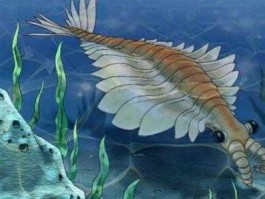 奇虾？奇虾是海洋虾类吗？