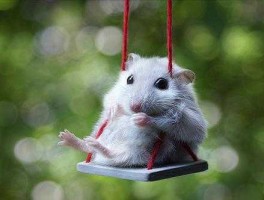 三餐不饱打一生肖？中午不吃饭的动物有哪些？