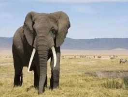 津巴布韦再现大象神秘死亡？纸币上印有大象是哪个国家的？