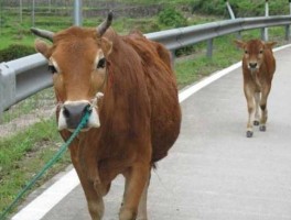 牛3，什么是牛3？