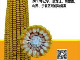 敦煌种业？先锋种业有哪些玉米品种？