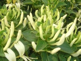 平原吧 2O23年年平原县张华北白采金银花了吗花多吧？