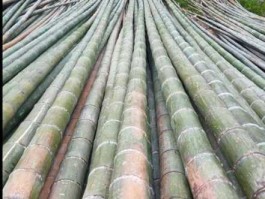 楠竹（楠竹含水量有多高？）