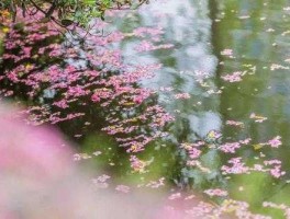 花开花落飞满天？花开花落花满天是什么意思？