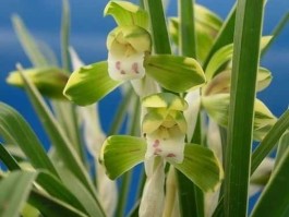 春兰股份新消息 兰花集团是国企还是私企？