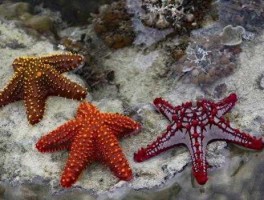 关于海星的资料（海羽星身边有哪些动物？）