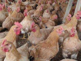 鸡苗行情 鸡苗大概多少钱一只？