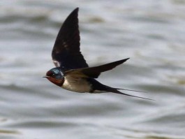 燕丰收（燕子能抓吗？）