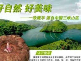 一致魔芋（湖北一致魔芋怎么样在行业里知名度如何？）