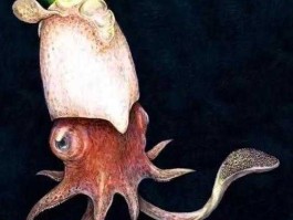 人类拍到活的公羊角乌贼？什么动物有头带路？