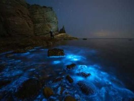 葫芦岛海边现罕见荧光海 葫芦岛荧光海白天是什么样子的？