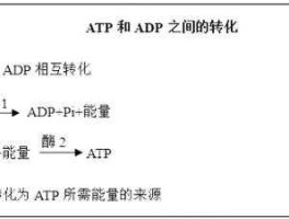adp？atp转化能量的效率？