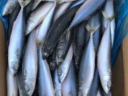 青鱼价格 青鱼市场上多少元一斤？