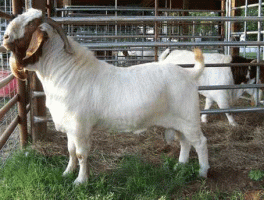 波尔山羊价格？我想买30只波尔山羊需要多少钱了？