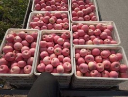 兴隆吧，兴隆苹果好吃吧？