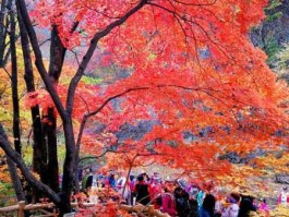 关门山一日游，关门山看红叶需多长时间？